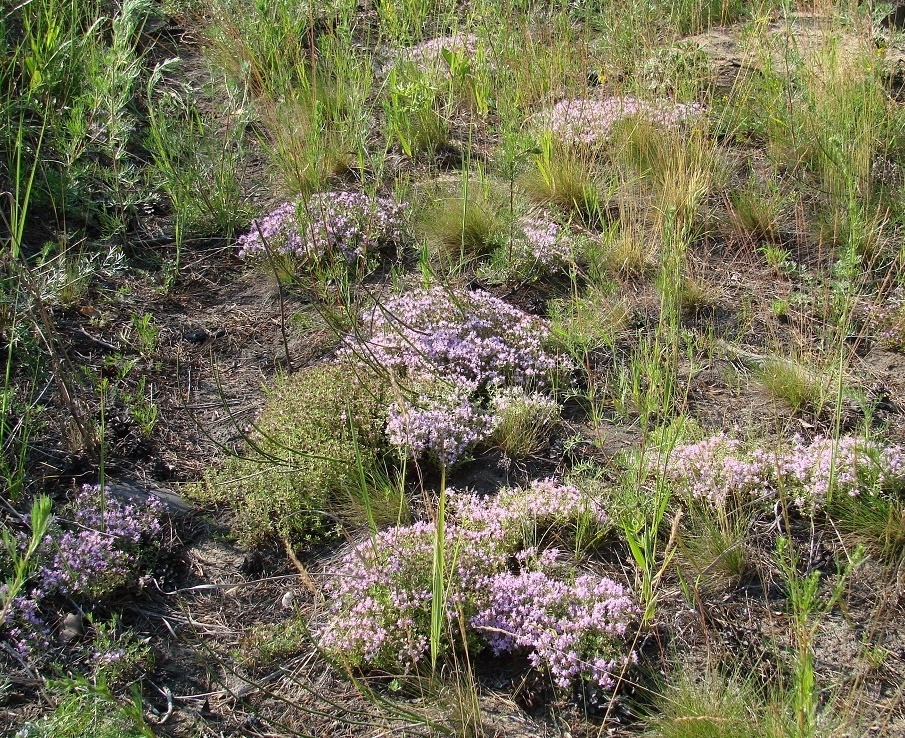 Изображение особи род Thymus.