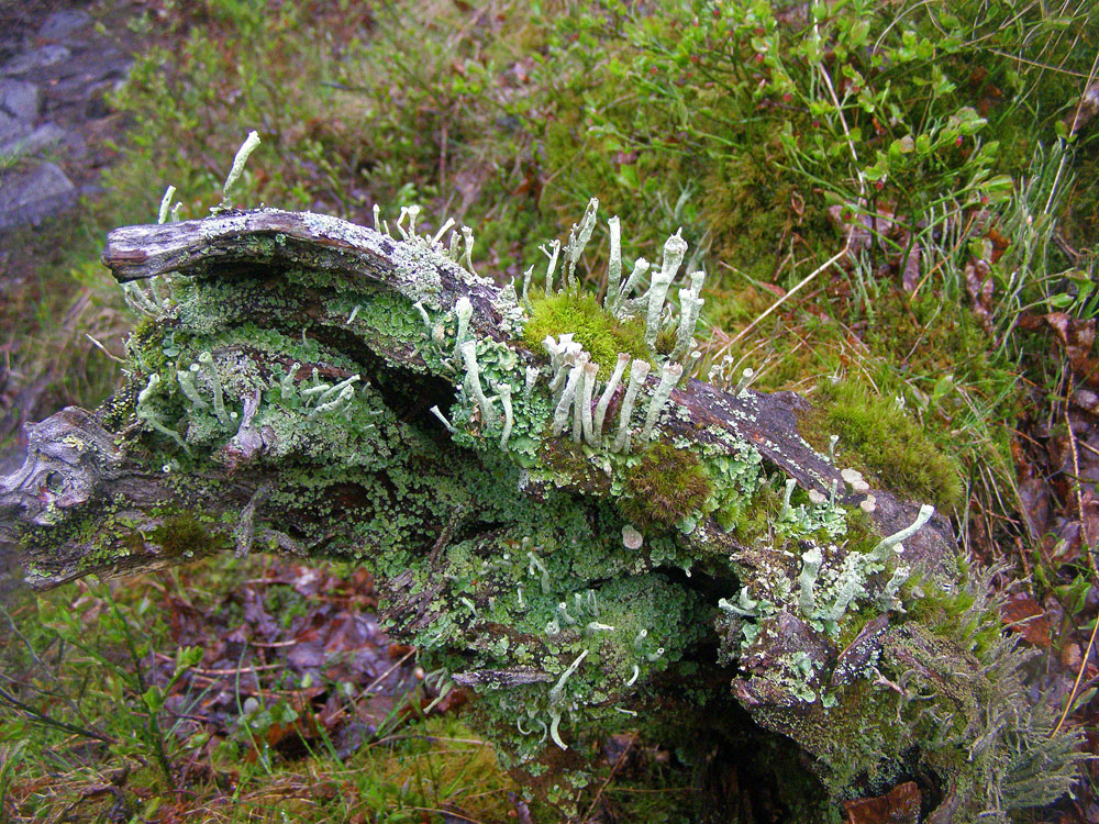 Изображение особи Cladonia chlorophaea.