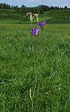 Campanula altaica. Верхушка цветущего растения. Восточный Казахстан, Кокпектинский р-н, 25 км в горы от с. Пантелеймоновка, ≈ 1000 м н.у.м., луг. 12.06.2016.