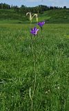 Campanula altaica