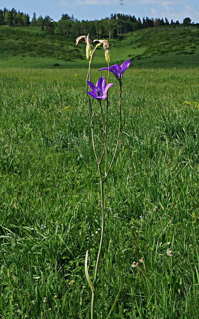 Изображение особи Campanula altaica.