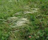 Stipa pennata