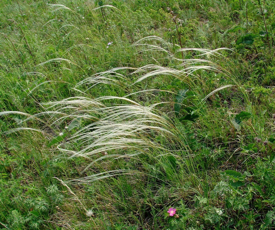 Изображение особи Stipa pennata.