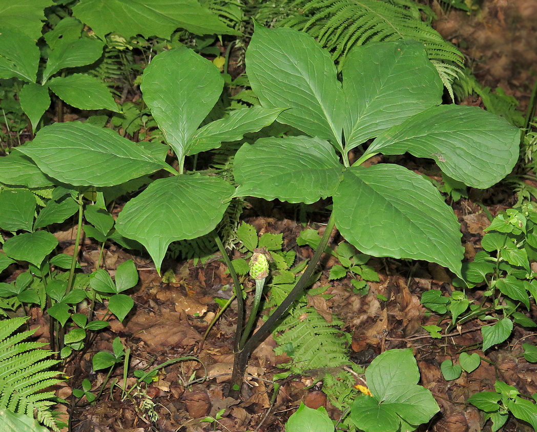 Image of Arisaema robustum specimen.