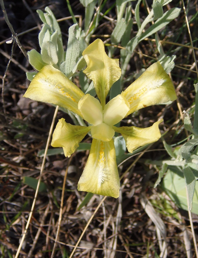 Image of Iris pumila specimen.