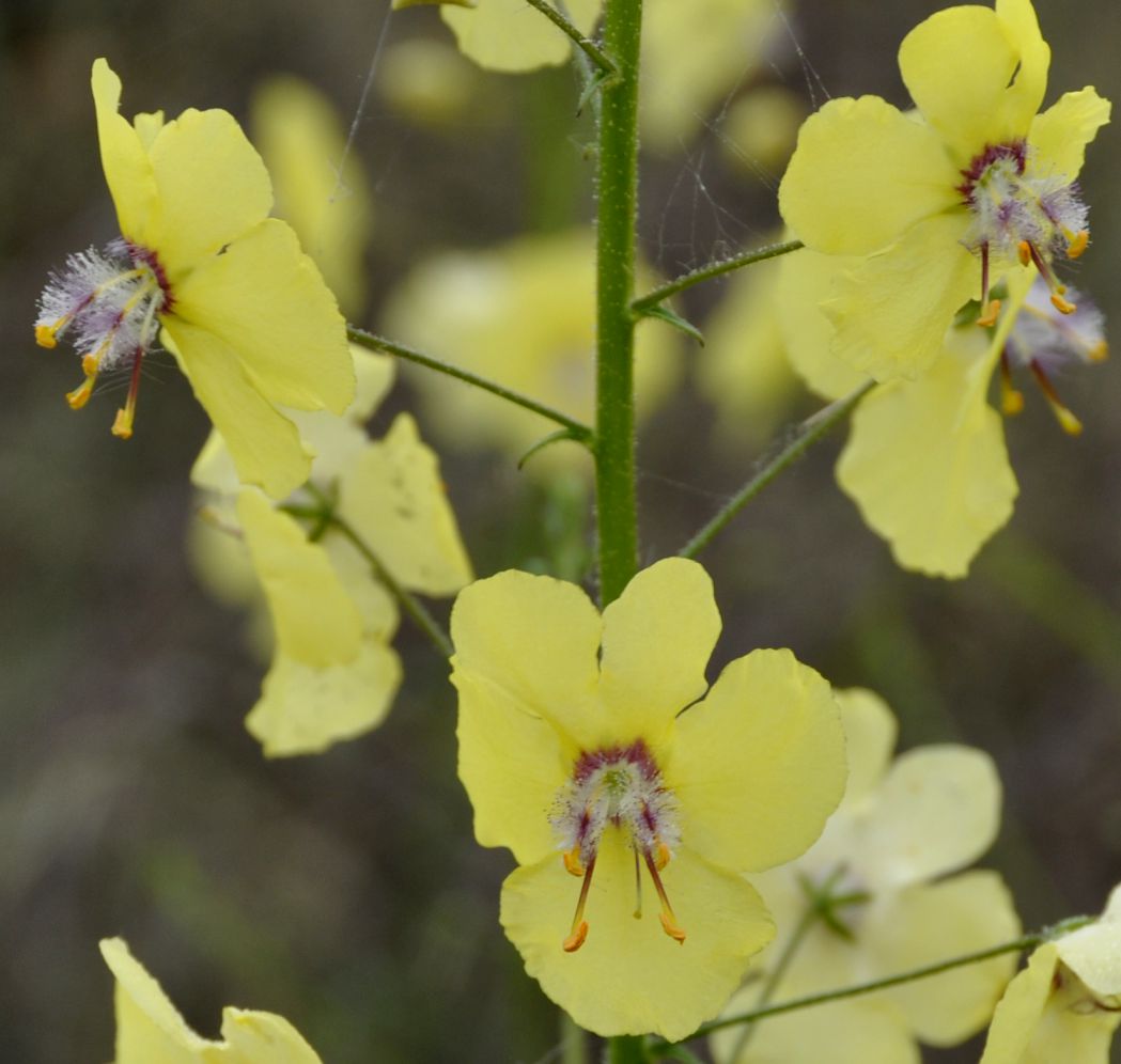 Image of Verbascum roripifolium specimen.