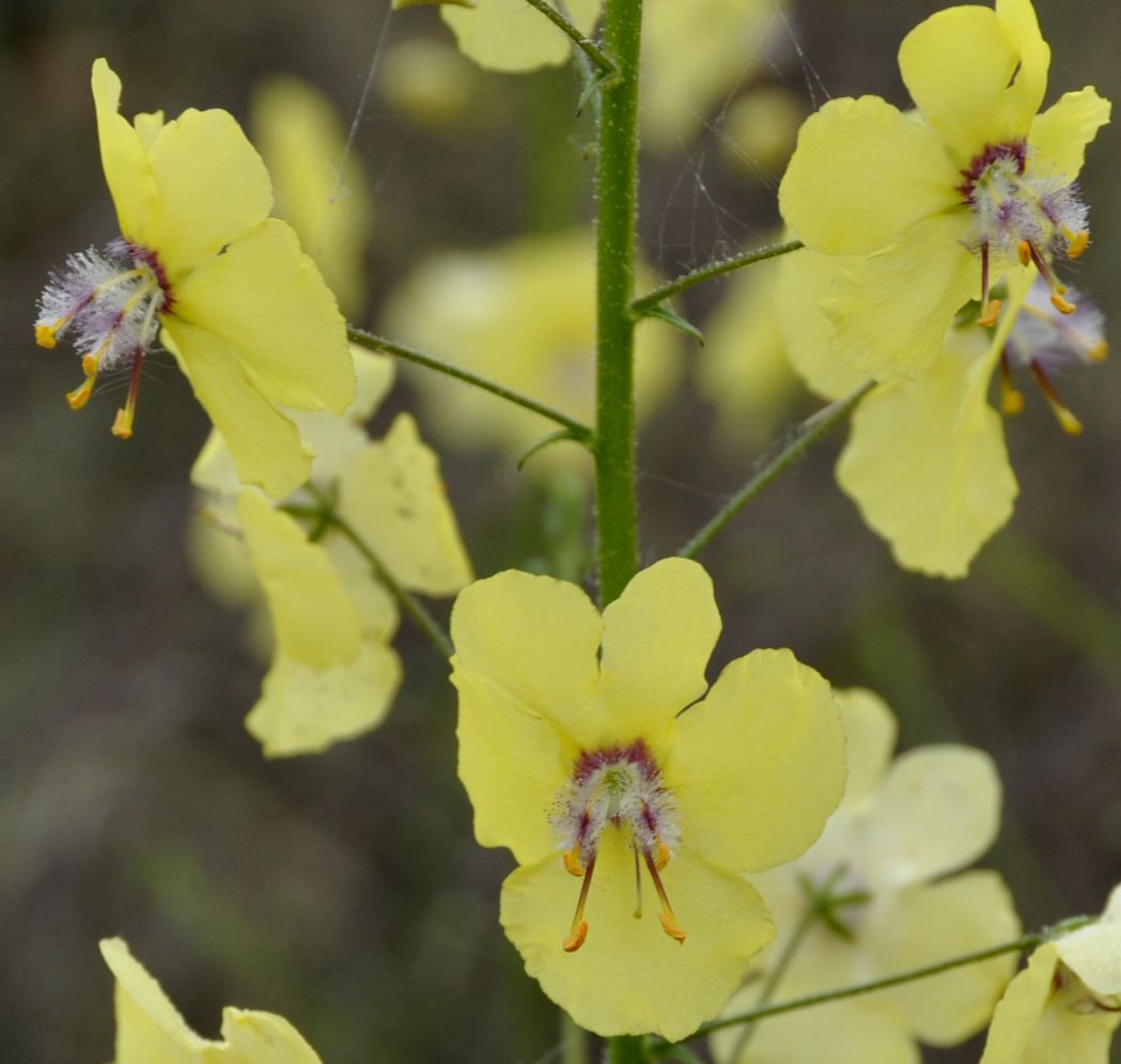 Изображение особи Verbascum roripifolium.