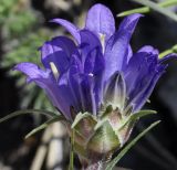 Edraianthus graminifolius
