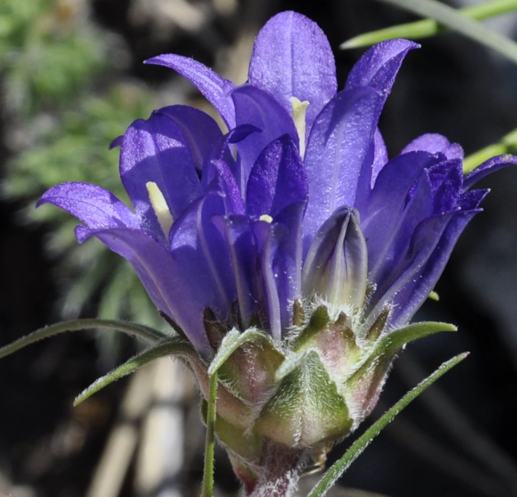 Image of Edraianthus graminifolius specimen.