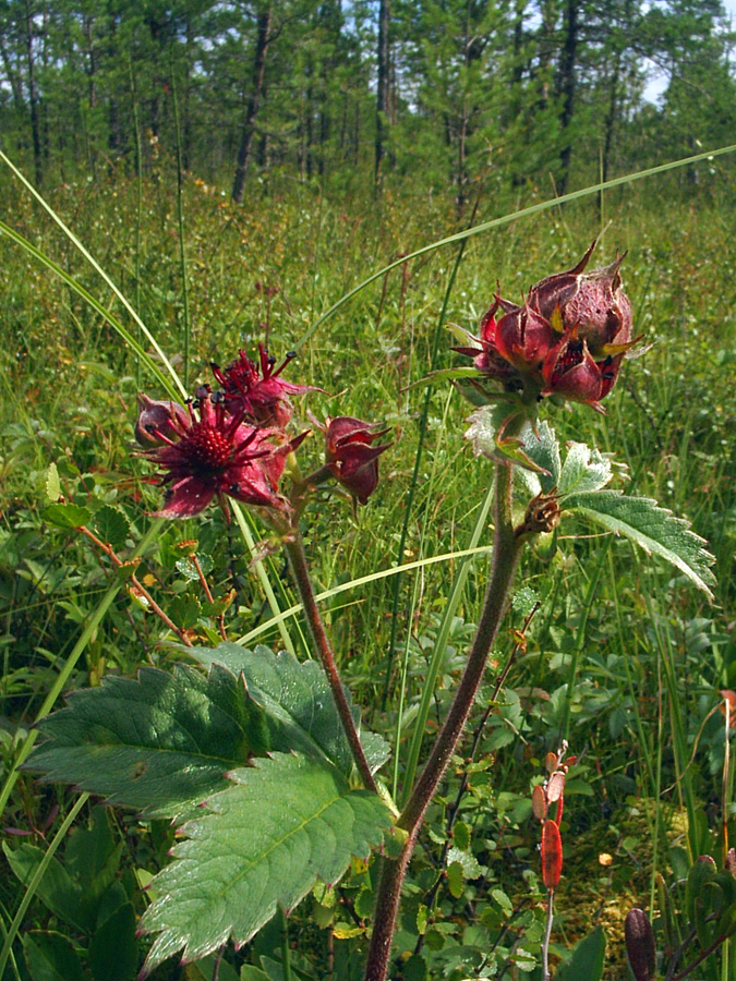 Image of Comarum palustre specimen.