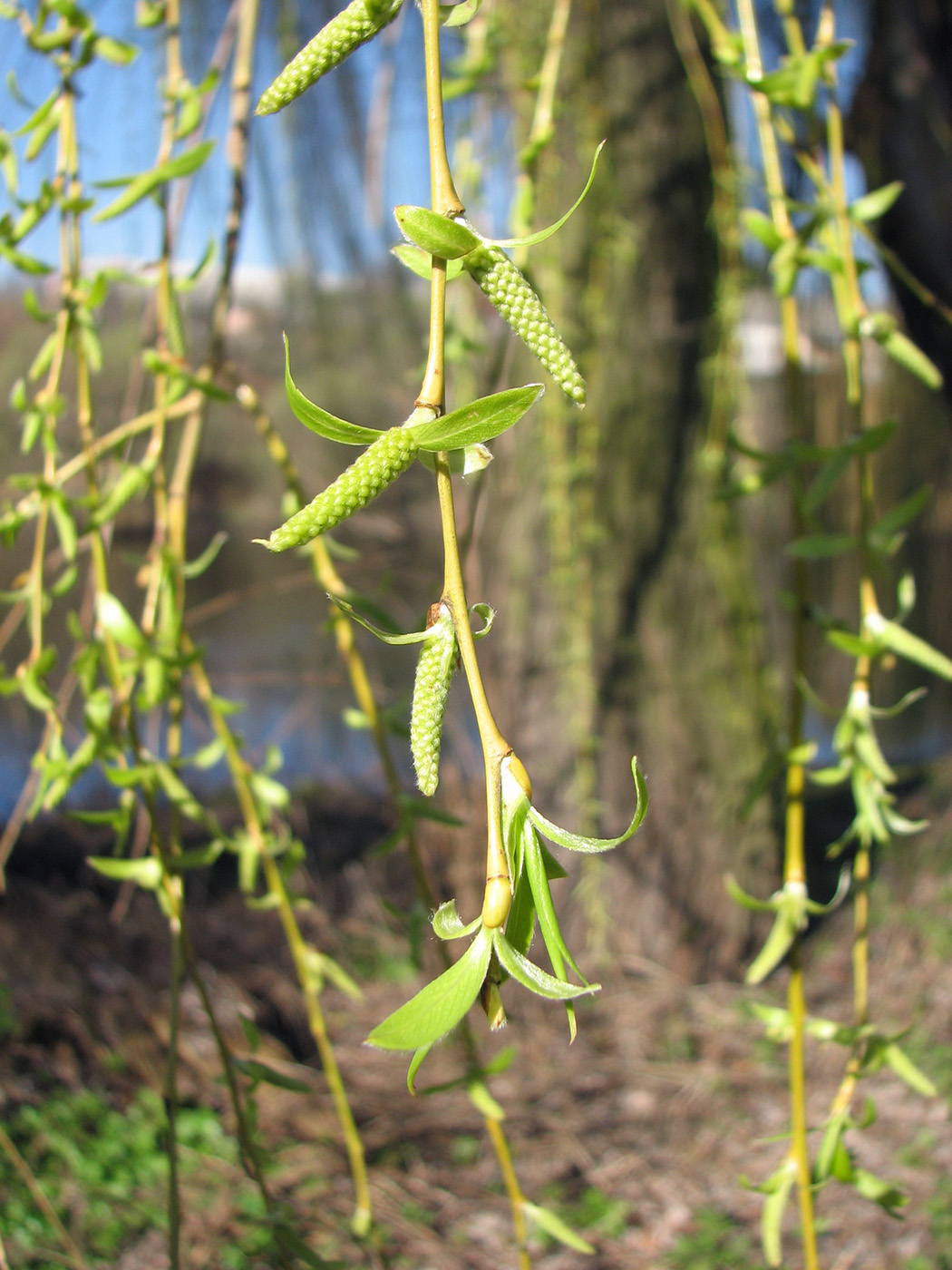Image of Salix babylonica specimen.