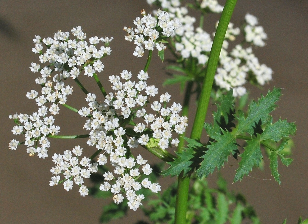 Image of Berula erecta specimen.