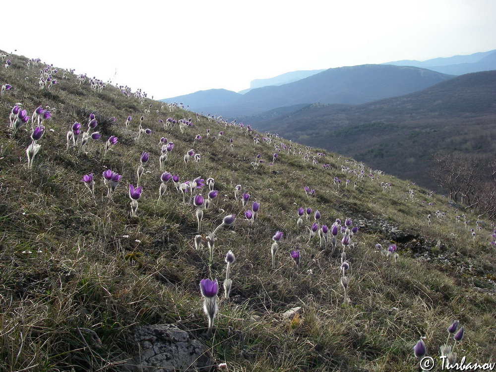 Изображение особи Pulsatilla taurica.