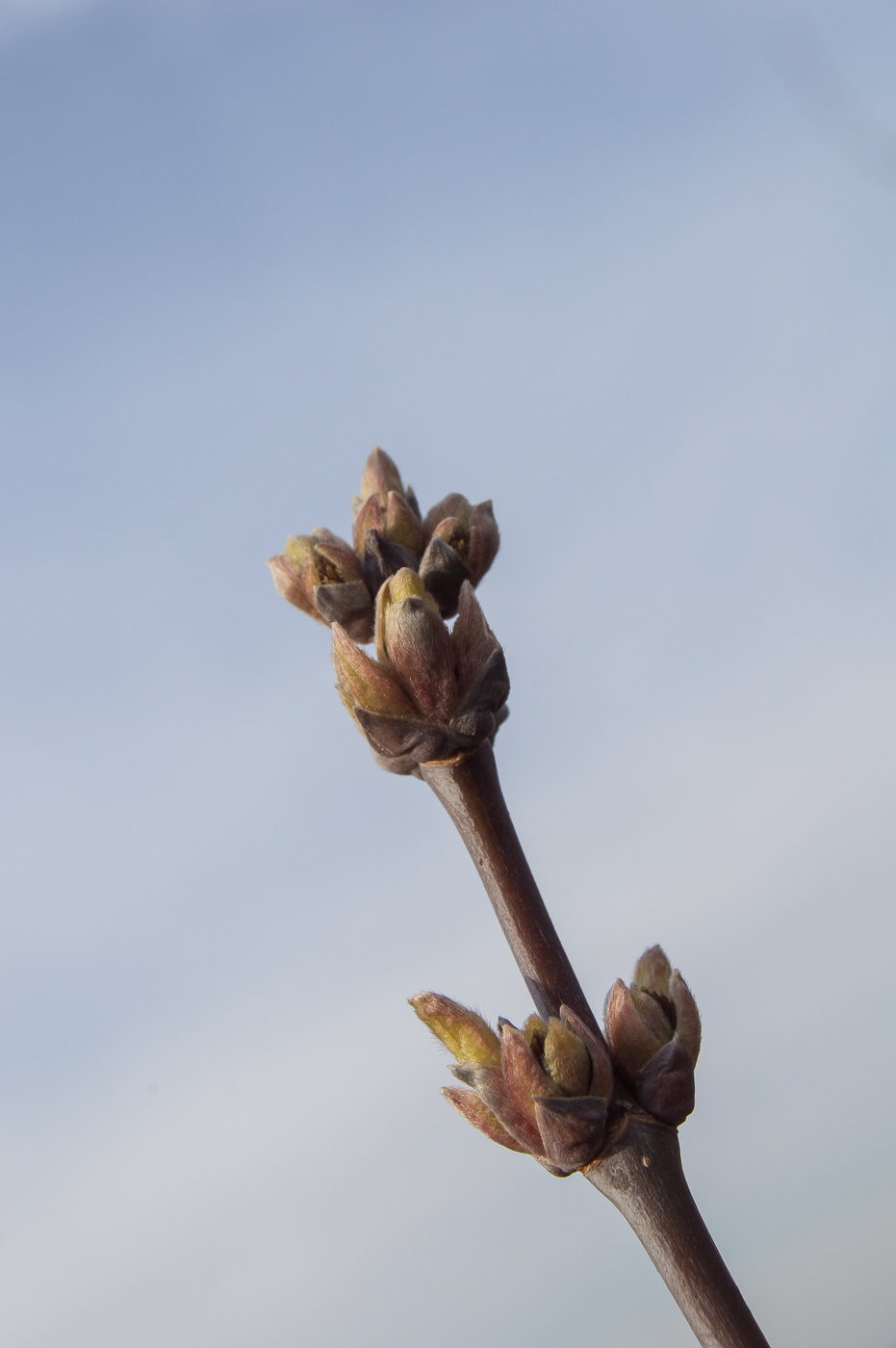 Image of Acer negundo specimen.