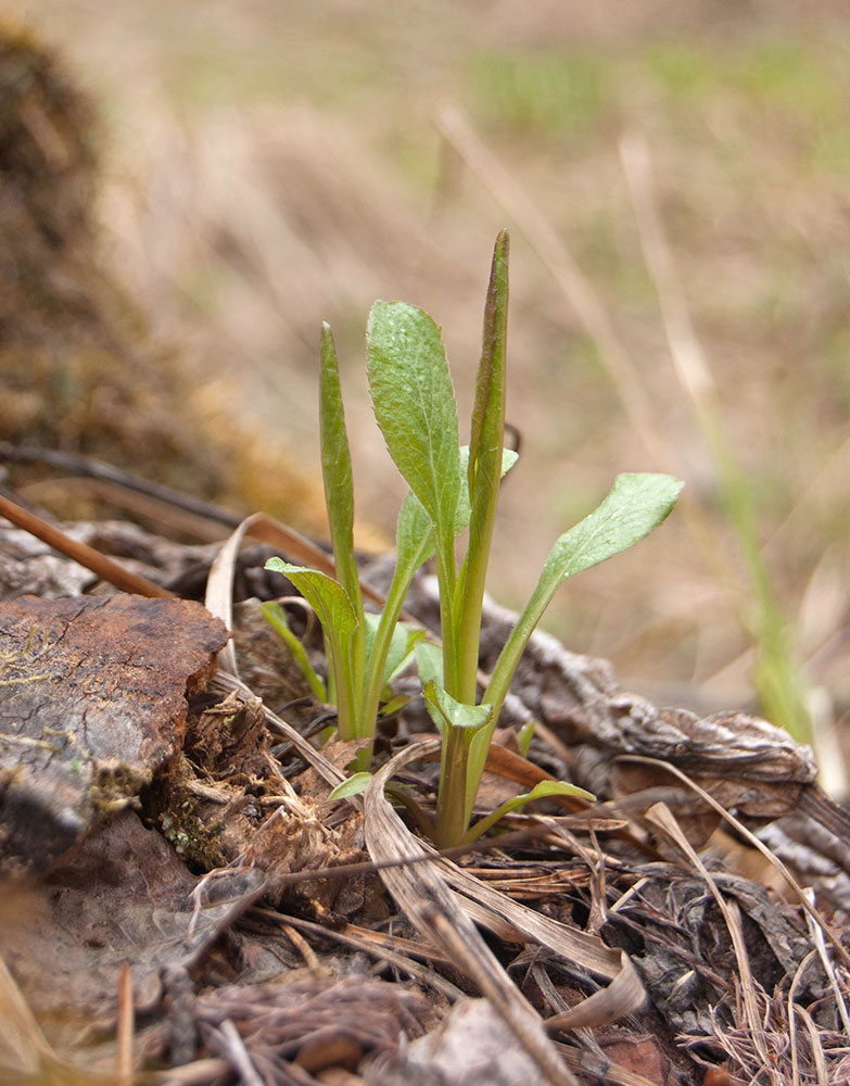 Image of Solidago virgaurea specimen.