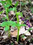 Lathyrus frolovii