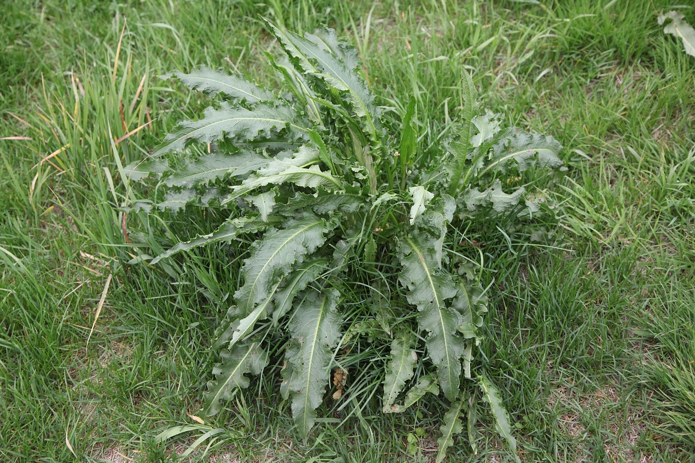 Image of Rumex crispus specimen.