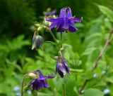 Aquilegia vulgaris