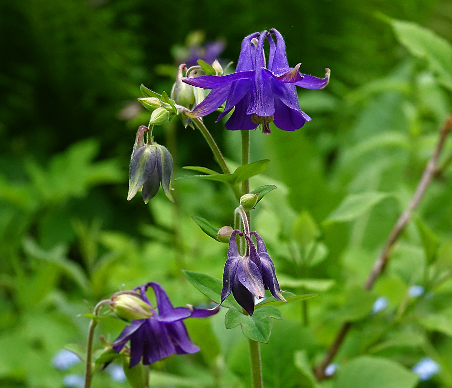 Изображение особи Aquilegia vulgaris.