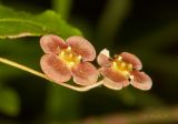 Euonymus verrucosus. Цветки. Молдова, Оргеевский р-н, с. Ватич, окраина дубово-грабового леса. 28.05.2017.