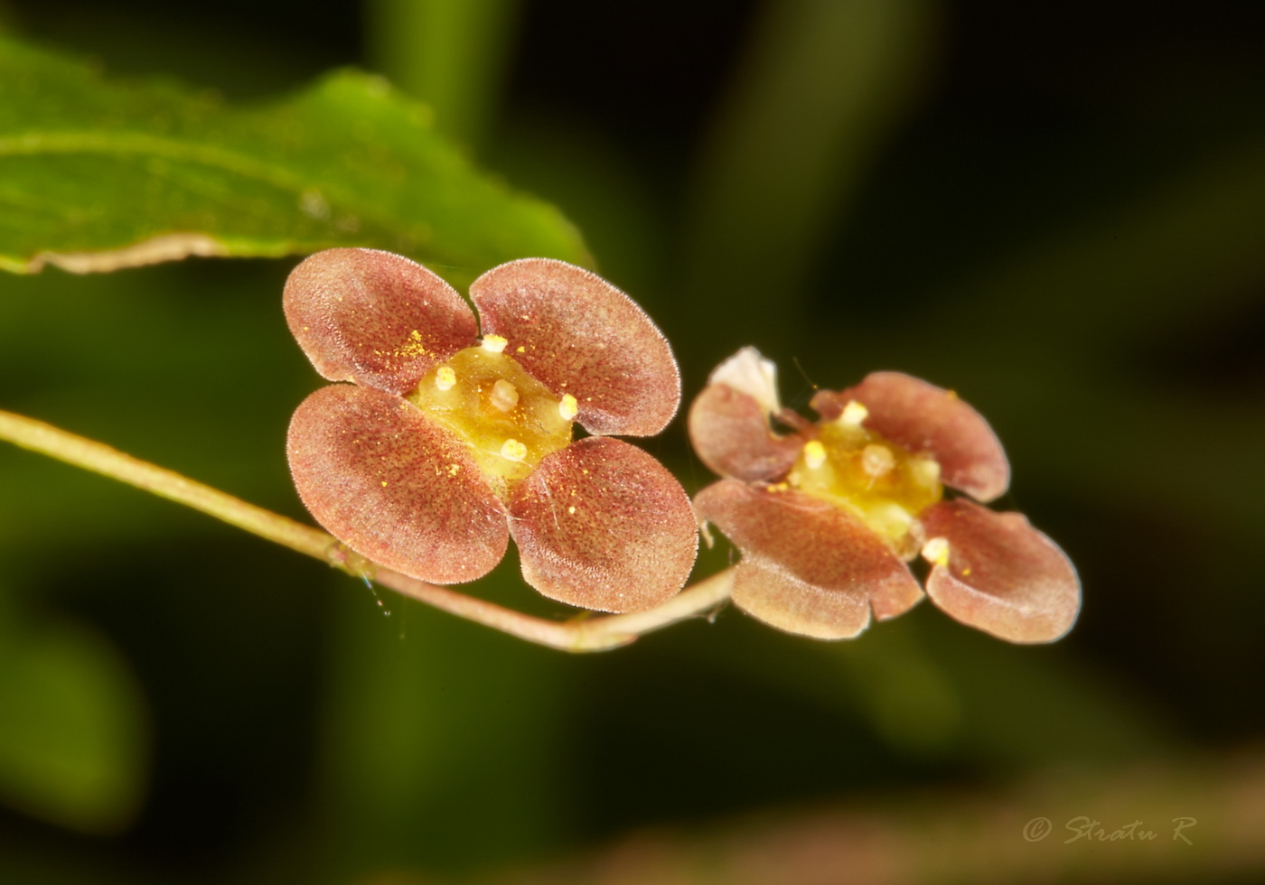 Image of Euonymus verrucosus specimen.