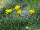 Leontodon hispidus ssp. hastilis