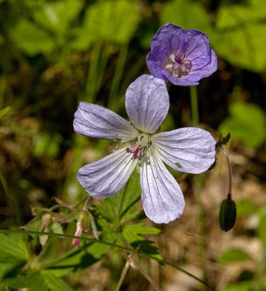 Изображение особи Geranium igoschinae.