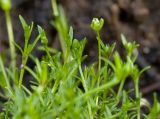 Sagina procumbens