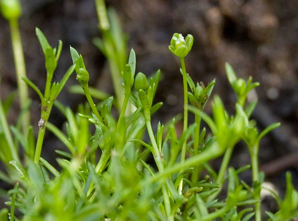 Image of Sagina procumbens specimen.