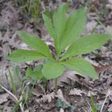 Helleborus cyclophyllus