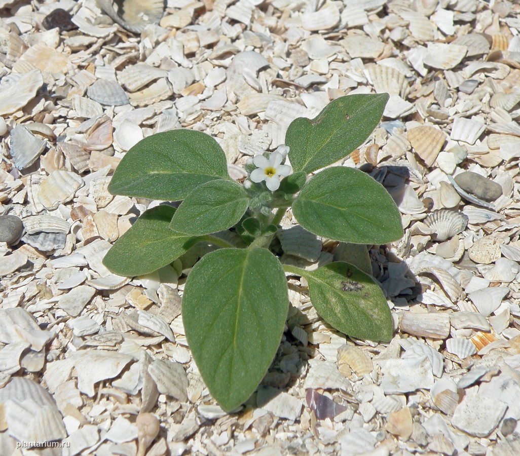 Image of genus Heliotropium specimen.