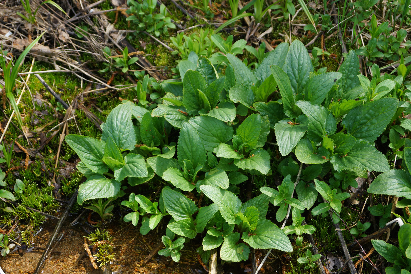 Изображение особи Scrophularia umbrosa.