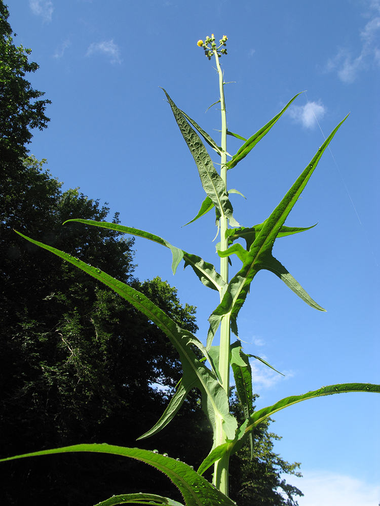 Image of Sonchus palustris specimen.