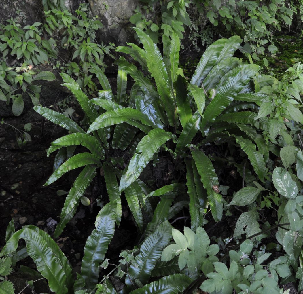 Изображение особи Phyllitis scolopendrium.