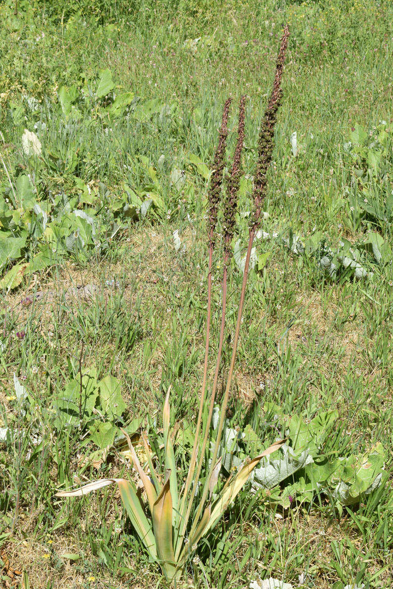 Image of Eremurus regelii specimen.