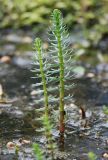 Hippuris vulgaris. Побеги. Московская обл., Истринский р-н, Павловская слобода. 12.06.2008.