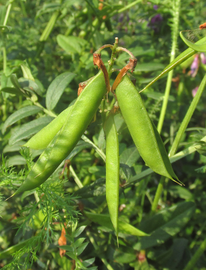 Image of Vicia amoena specimen.