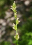 Carex spicata