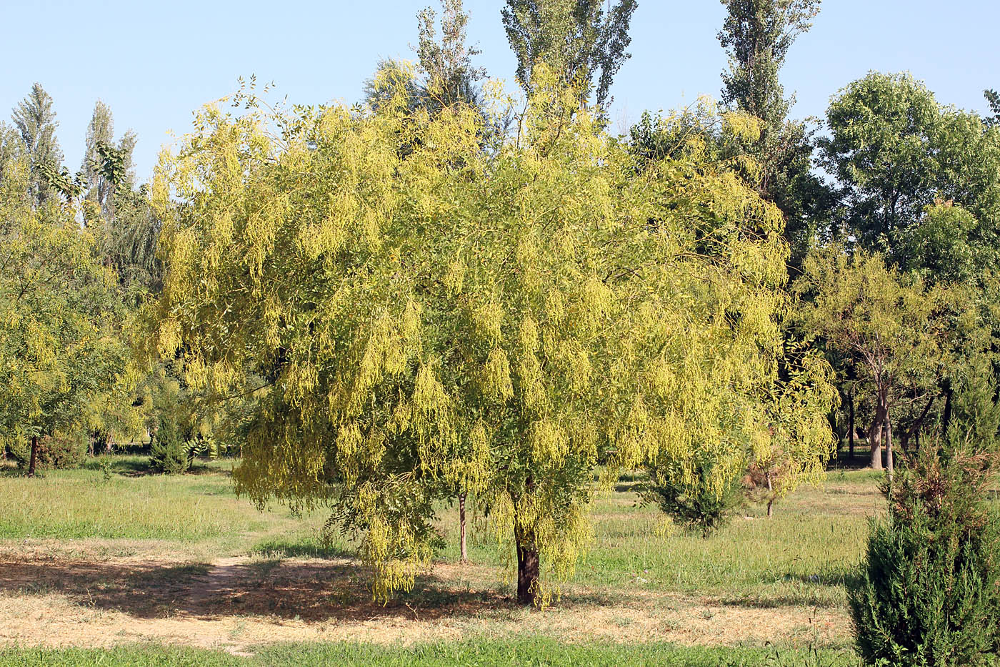 Image of Styphnolobium japonicum specimen.