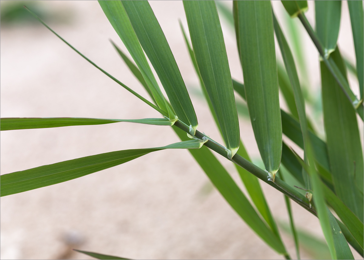 Изображение особи Phalaroides arundinacea.