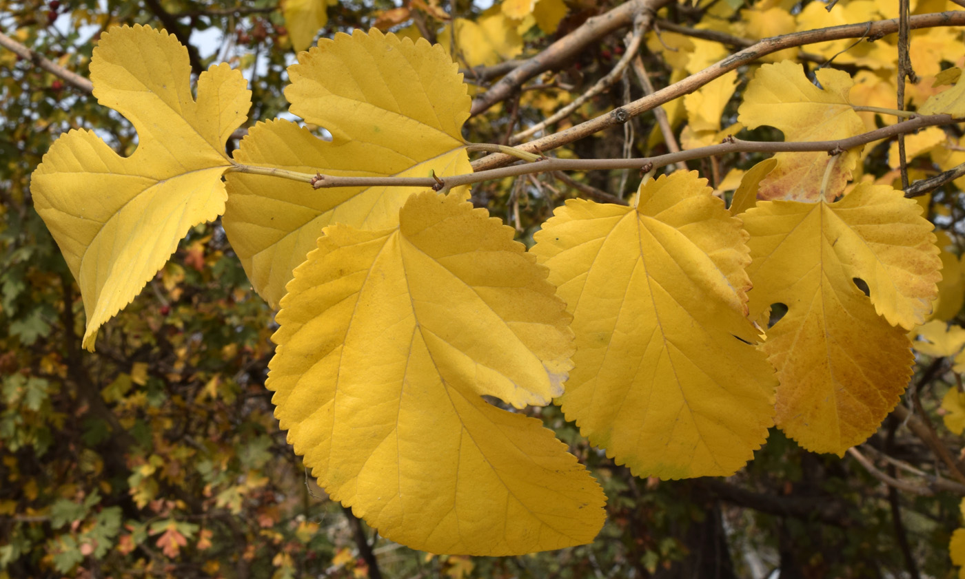 Изображение особи Morus alba.