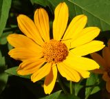 Heliopsis helianthoides subspecies scabra