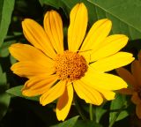 Heliopsis подвид scabra