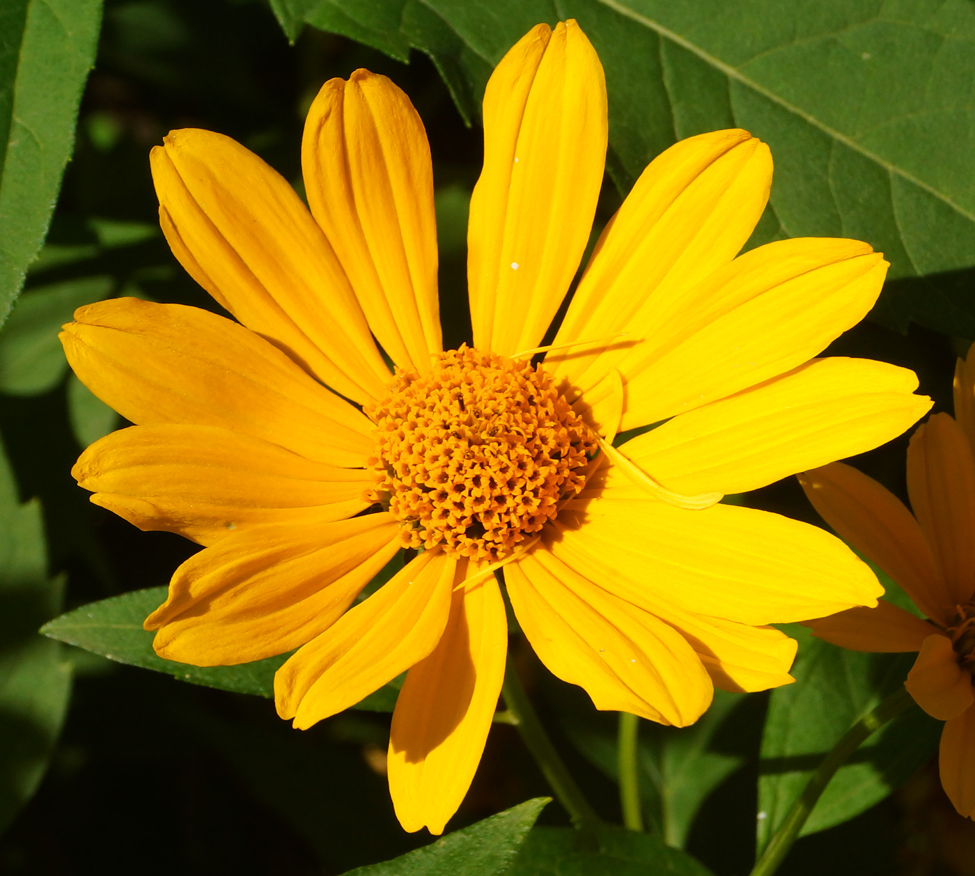 Изображение особи Heliopsis helianthoides ssp. scabra.