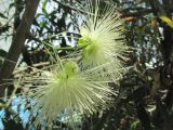 Syzygium jambos. Соцветие. Австралия, г. Брисбен, в культуре. 16.12.2016.