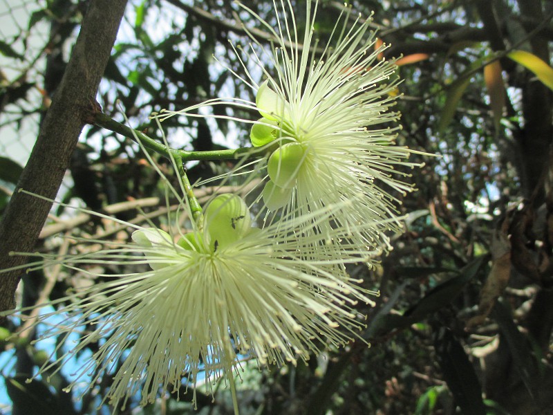 Image of Syzygium jambos specimen.