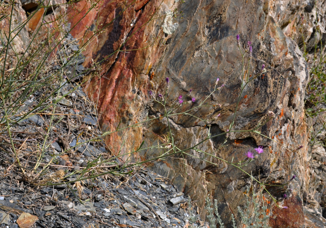 Image of Centaurea pseudosquarrosa specimen.