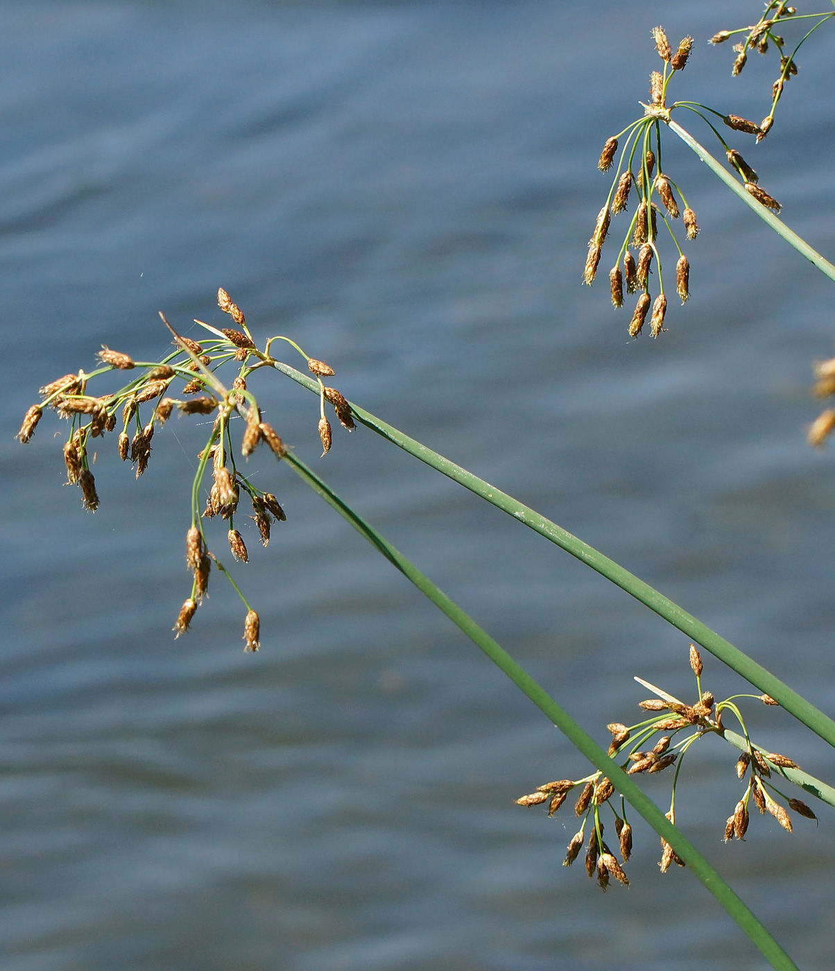 Изображение особи Schoenoplectus lacustris.