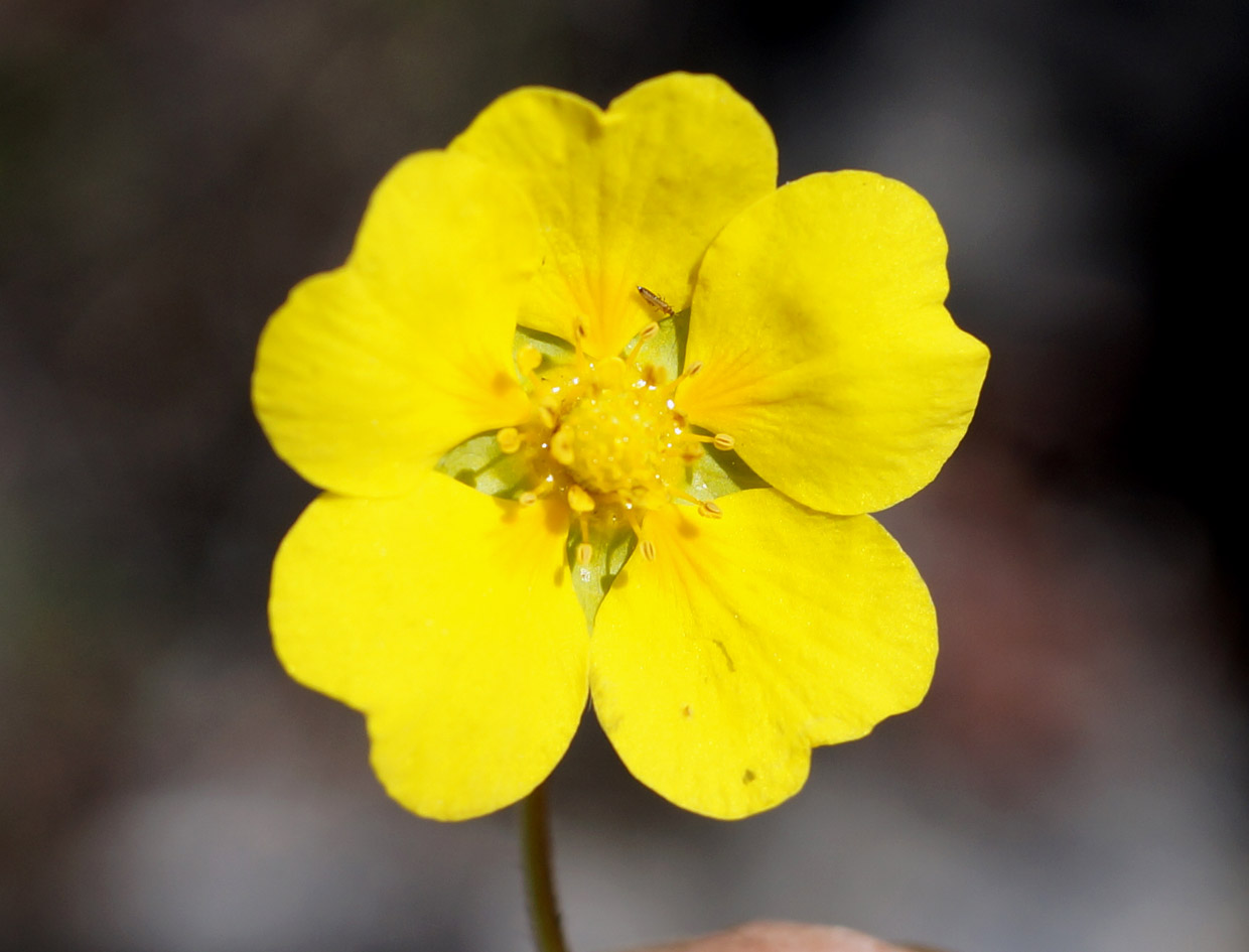 Image of Potentilla arenosa specimen.