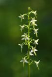 Platanthera × mixta. Соцветие. Приморский край, Ольгинский р-н, окр. пгт Ольга, устье р. Аввакумовка на левом берегу, белоберёзово-дубовый лес на приморской песчаной террасе. 05.07.2017.